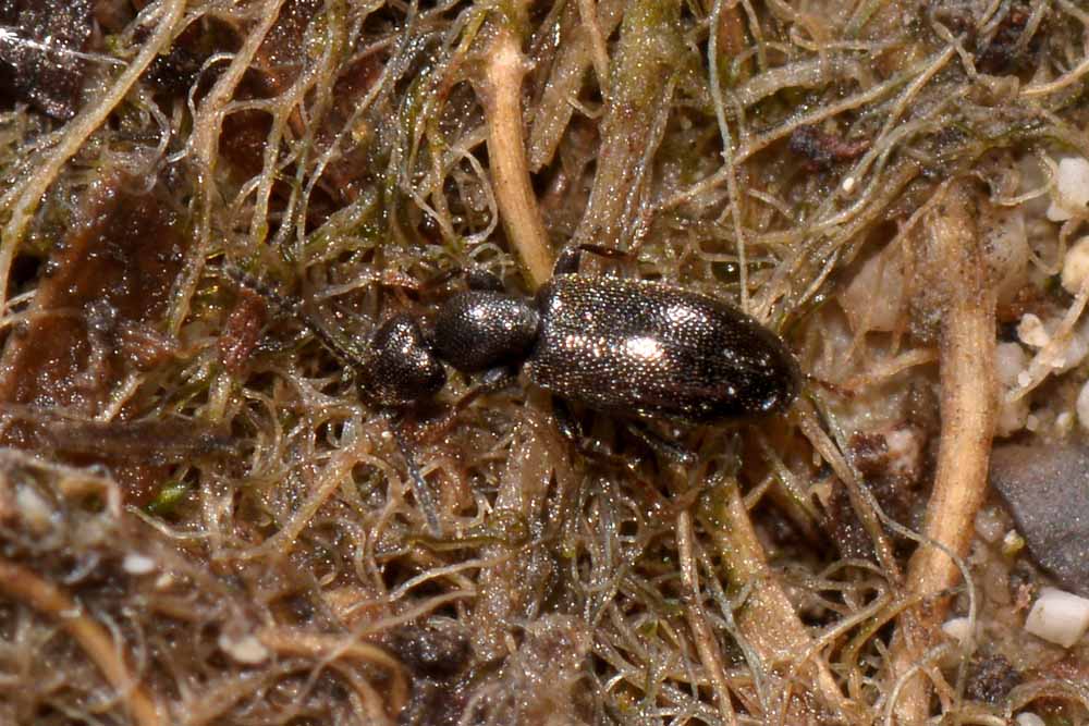 Anthicidae:  Anthicus niger